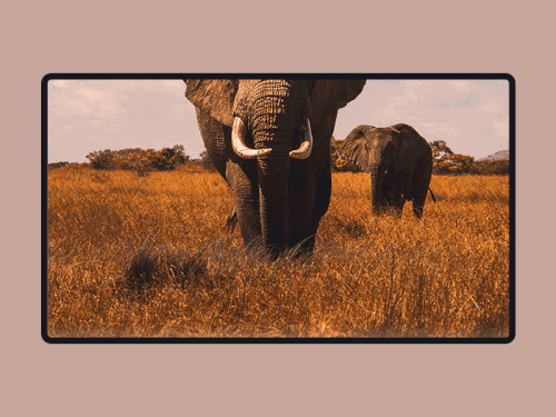 Image of Mzanzi tours website